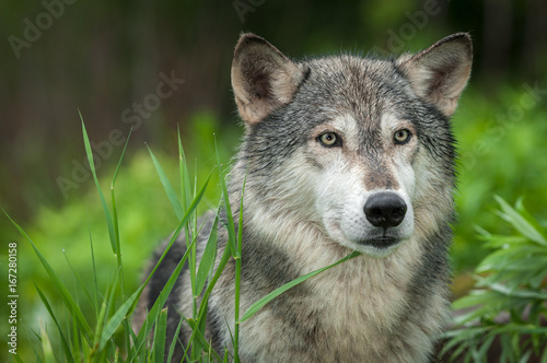 Grey Wolf  Canis lupus  Looks Out Head Right
