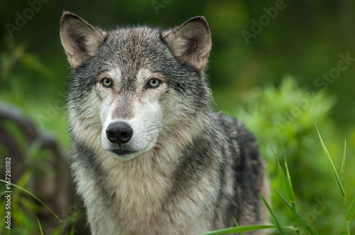 Grey Wolf  Canis lupus  Looks Out Head