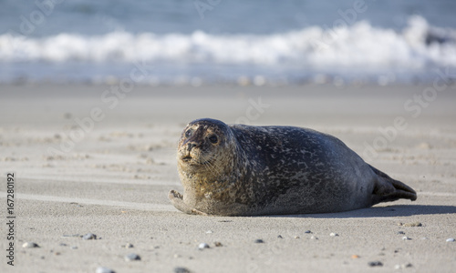 Seals on the german island of Helgoland