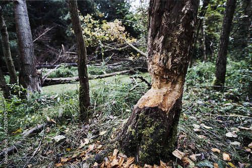 Tree with bitten by animals bark at the edge of the swamp in Poland.