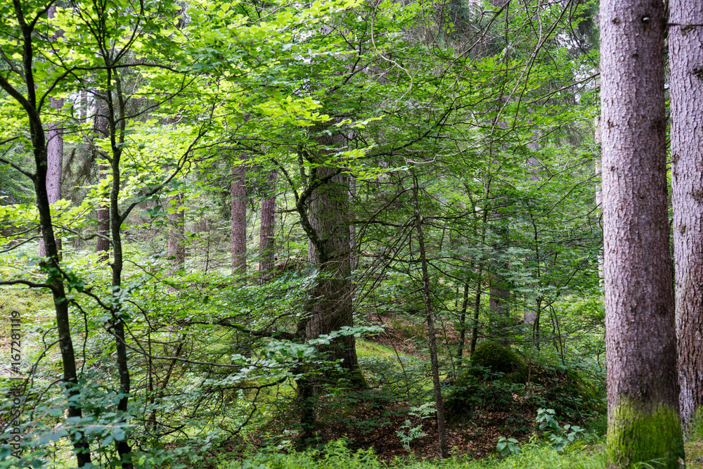 Fototapeta premium forest in summertime at daylight in flims