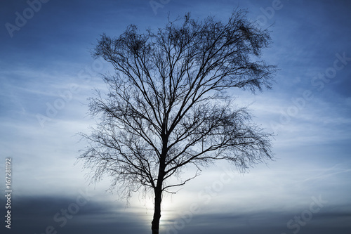 Silhouette of bare tree over dark blue sky © evannovostro