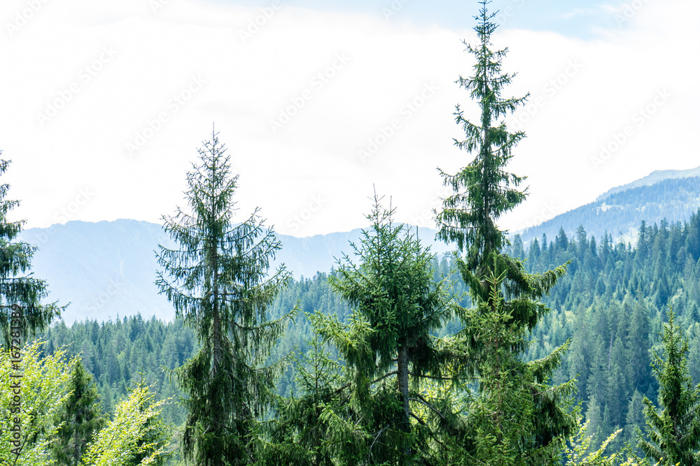 forest in summertime at daylight in flims