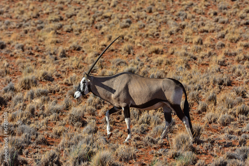 Namibia NamibRand nature reserve oryx