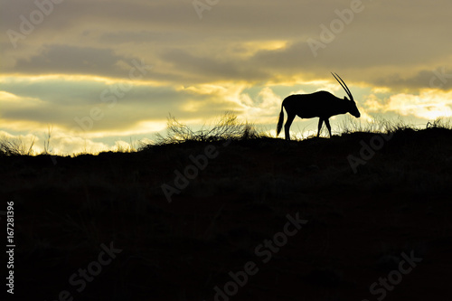 Namibia NamibRand nature reserve oryx sunset © LUC KOHNEN