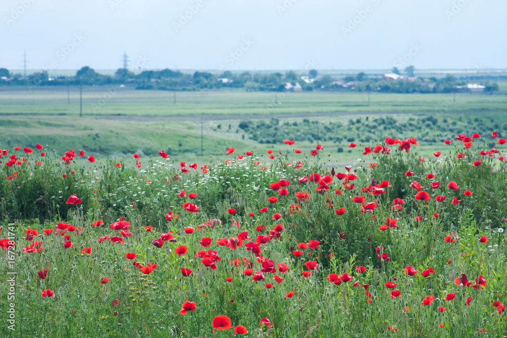 Obraz premium Field with poppies (Papaver rhoeas)