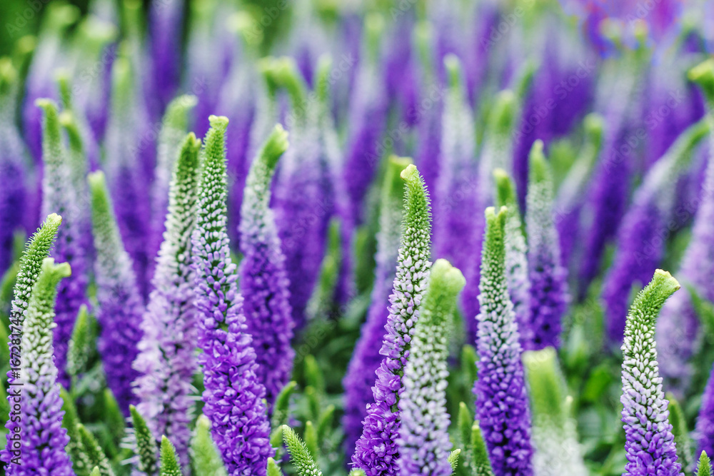 Obraz premium Decorative lupin flowers, violet blue colors, close up