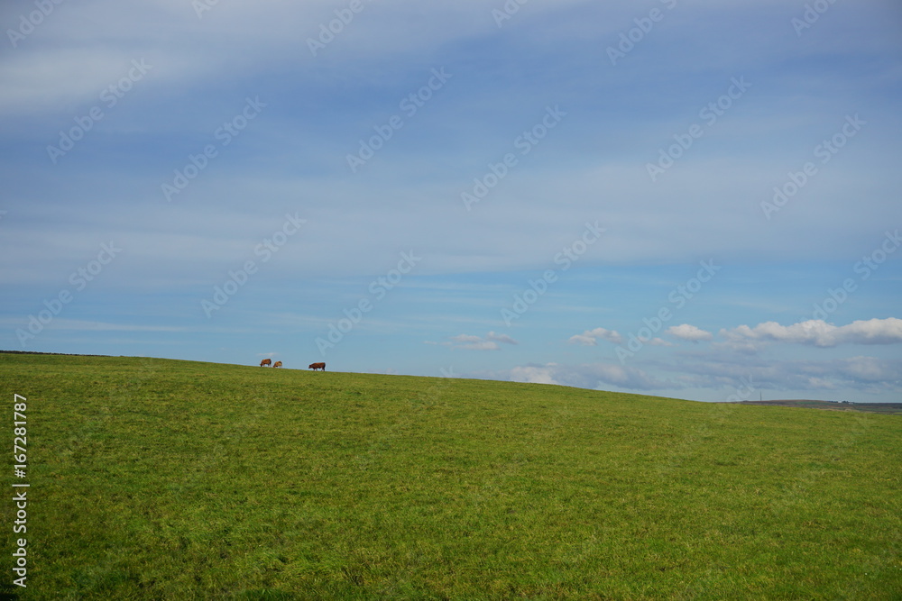 Fototapeta premium Grass field by the coast of Atlantic Ocean, Ireland
