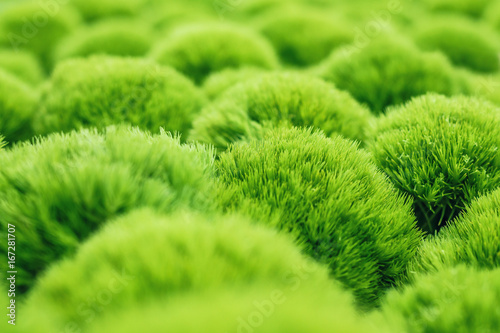 green trick dianthus plant, closeup photo