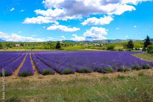 Violet Lavender Fields in Provence, France - Violet Lavandula Landscape