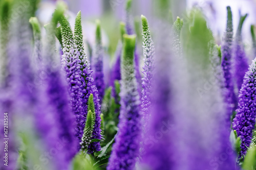 Decorative lupin flowers  violet blue colors  close up