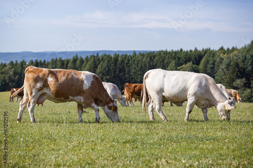 Herd of cows and calves grazing on a green meadow