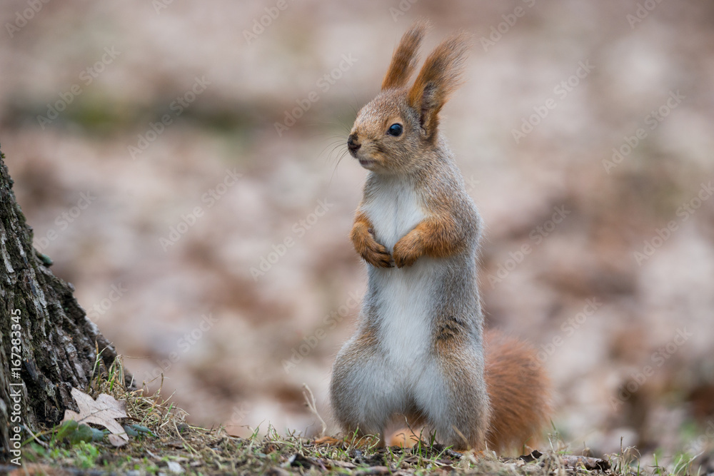 Ordinary Fluffy Squirrel. Funny Eurasian Red Squirrel (Sciurus Vulgaris) Stands In Autumn Foliage Near A Tree And Looks Left. The Squirrel Stands, Dangling His Paws And Looking Carefully To The Left Ordinary Fluffy Squirrel. Funny Eurasian Red Squirrel (Sciurus Vulgaris) Stands In Autumn Foliage Near A Tree And Looks Left. The Squirrel Stands, Dangling His Paws And Looking Carefully To The Left