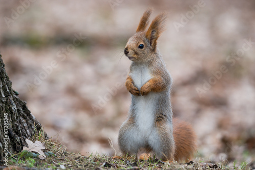 Ordinary Fluffy Squirrel. Funny Eurasian Red Squirrel  Sciurus Vulgaris  Stands In Autumn Foliage Near A Tree And Looks Left. The Squirrel Stands  Dangling His Paws And Looking Carefully To The Left