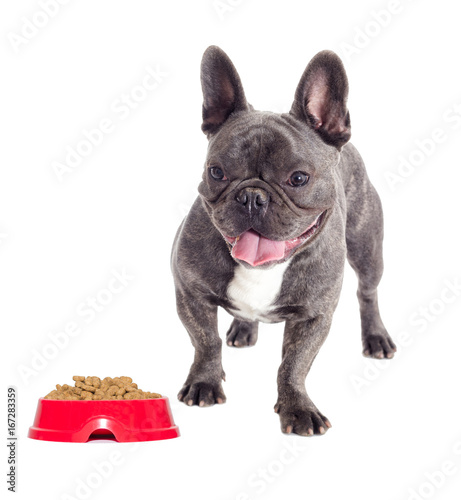 French bulldog dog And a bowl of feed © Happy monkey