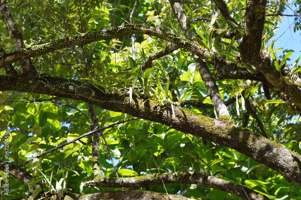 little words in the branches little words in the branches