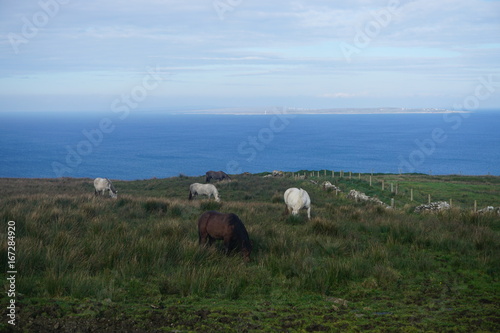 Horses in pasture by the coast of Atlantic ocean, Ireland