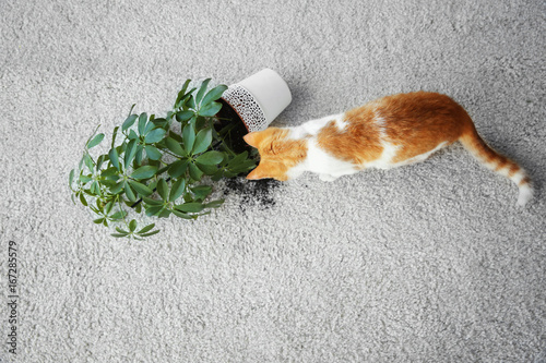 Cat near overturned house plant on light carpet