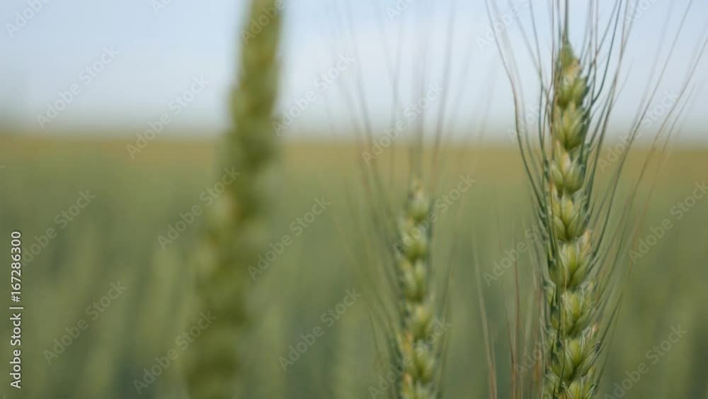 Ears of wheat field Ears of wheat field