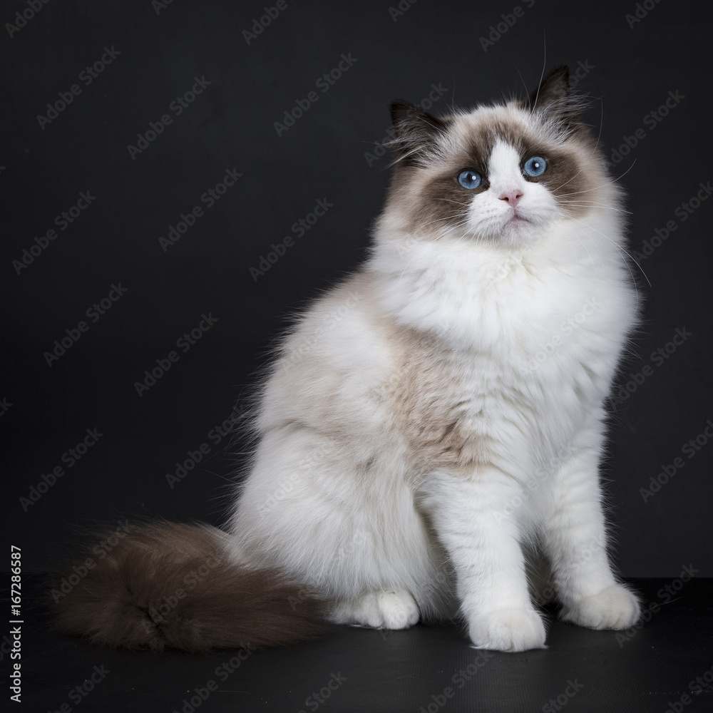 Young adult Ragdoll cat sitting sideways isolated on black background (2)