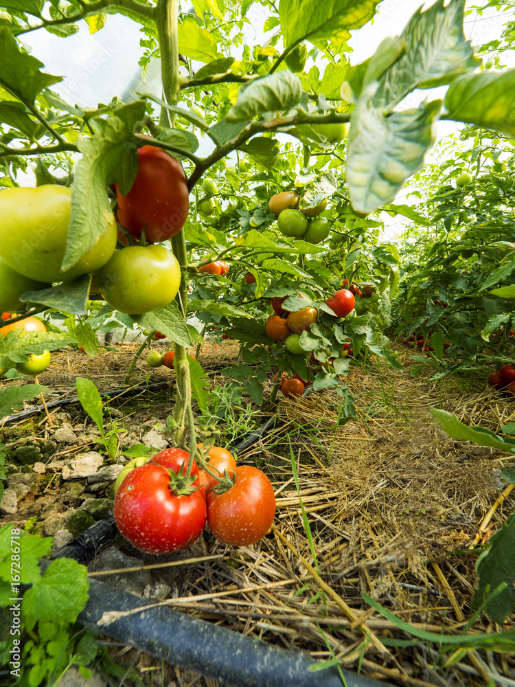Dojrzewające owoce pomidorów uprawianych ekologicznie - obrazy, fototapety, plakaty 