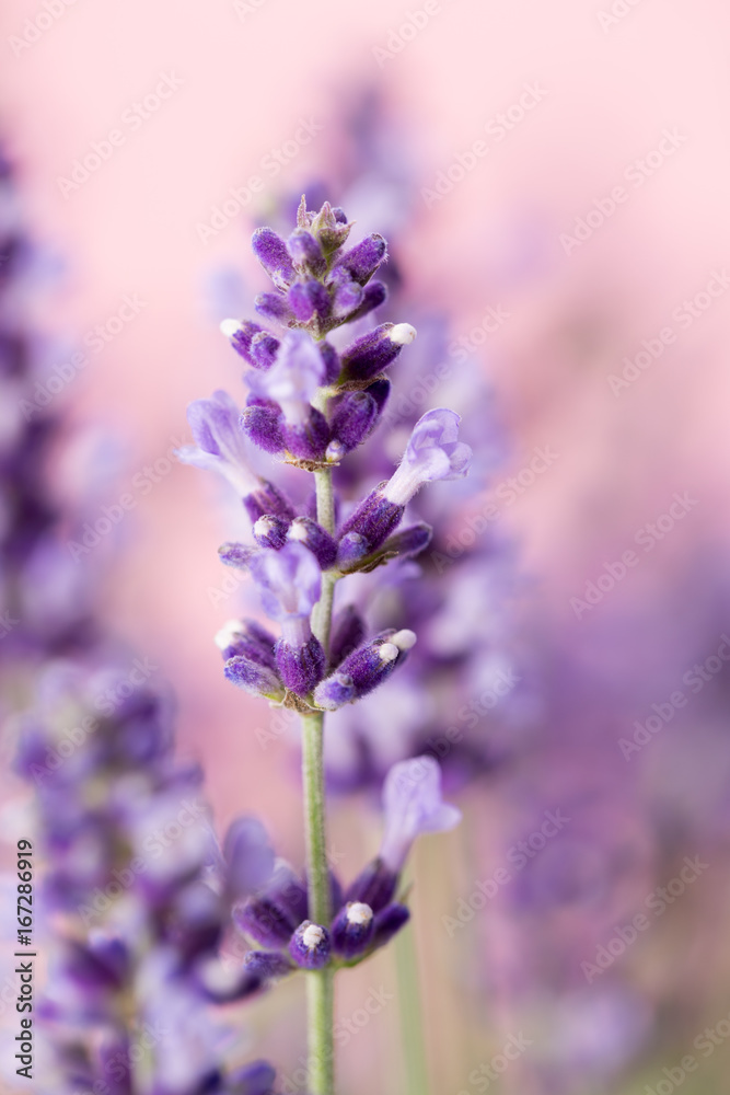Obraz premium Lavender flowers.