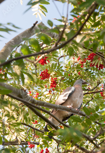 dove pigeon resting in a tree of rowan berries as seen from below close up