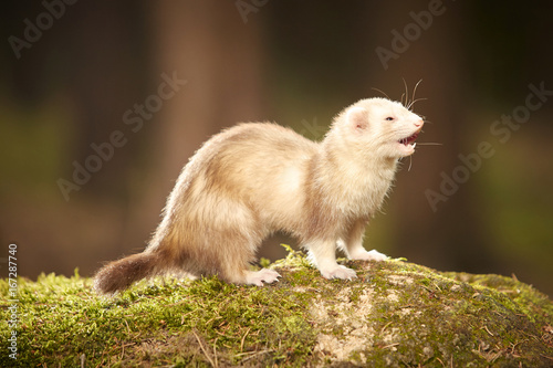 Champagne ferret posing on moss deep in summer forest © Couperfield