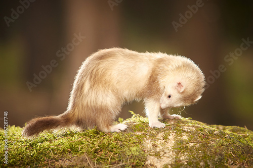 Champagne ferret posing on moss deep in summer forest