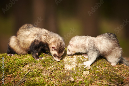 Ferret couple posing on moss deep in summer forest © Couperfield