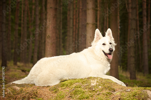 Nice young Swiss white shepherd female in summer forest
