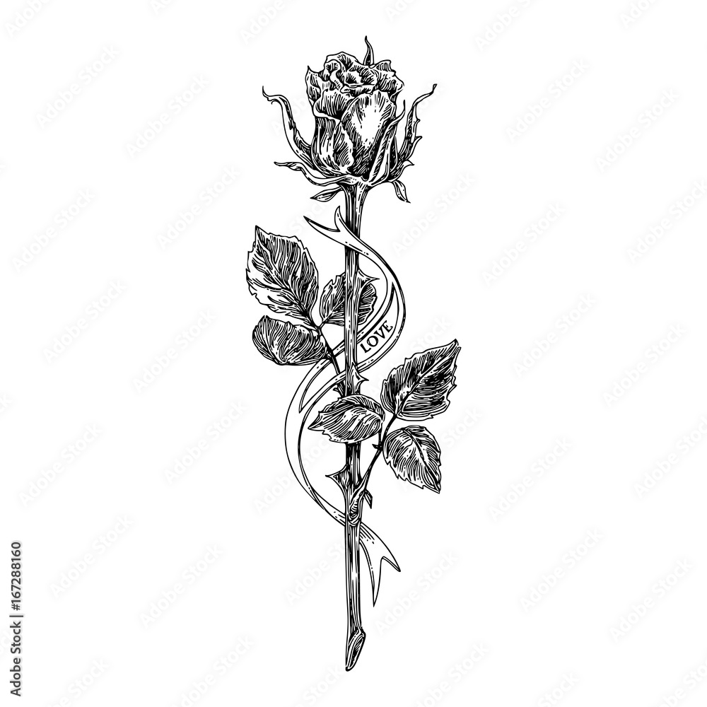 Sketch tattoo. Rose on a long stem and ribbon. Black and white ...