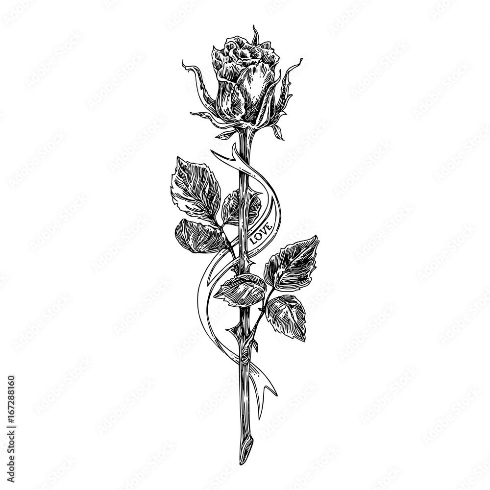 Long Stem Rose Vector Black and White Painting Line Art · Creative