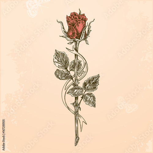 Sketch tattoo. Rose on a long stem and ribbon. Color.  Vintage style. Vector illustration.