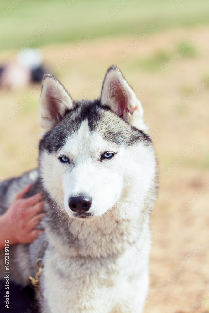 Siberian Huskies on a beach