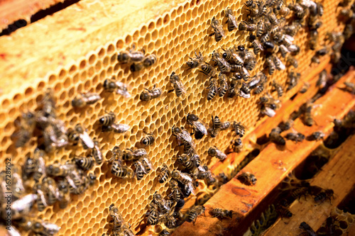 Hardworking bees on honeycomb. Honeycomb frame.