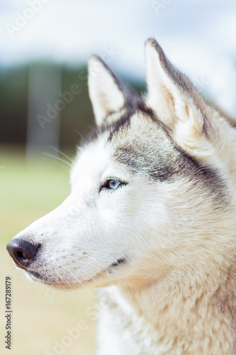 portrait of grey black purebread husky dog