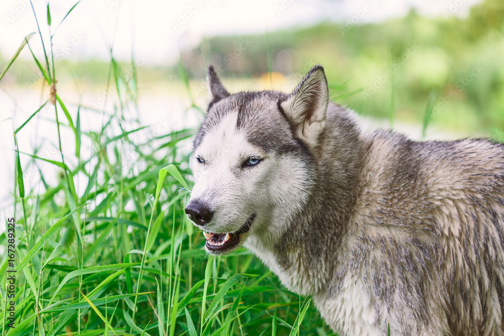 Siberian husky dog with blue eyes stands and looks ahead. Bright green trees and grass are on the background.