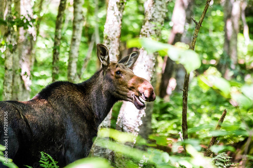 Funny moose face in forest