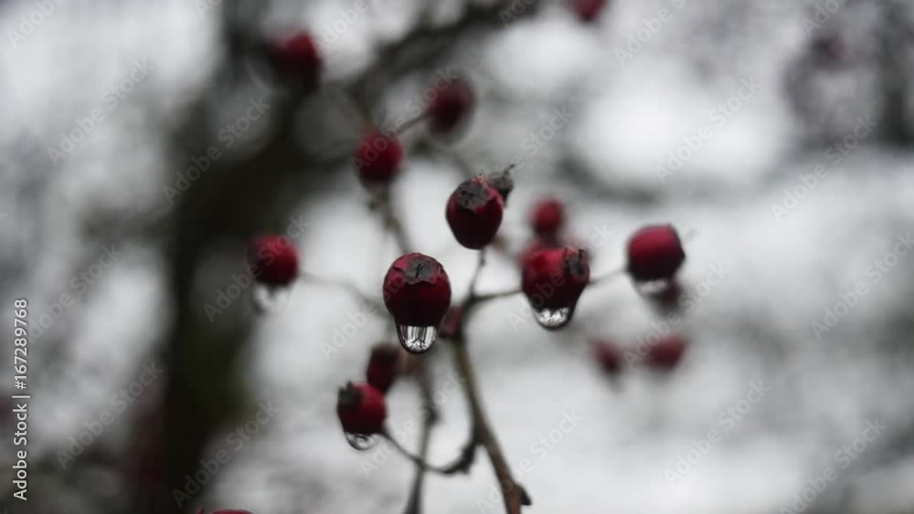 Close up, berries hang from tree Close up, berries hang from tree