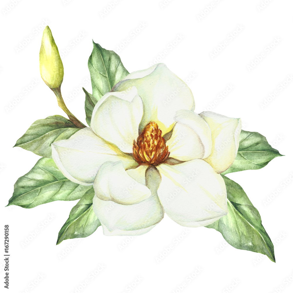 Fototapeta premium Composition with magnolia. Hand draw watercolor illustration.