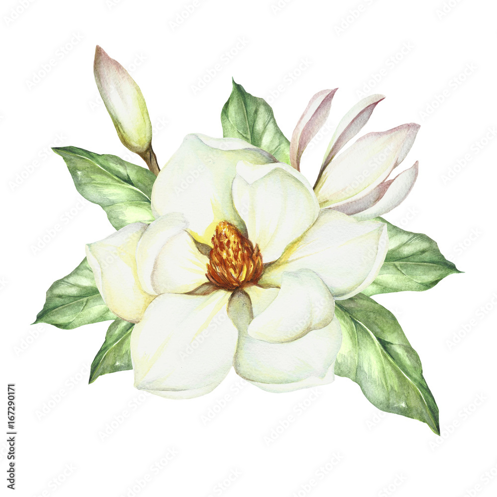 Obraz premium Composition with magnolia. Hand draw watercolor illustration.