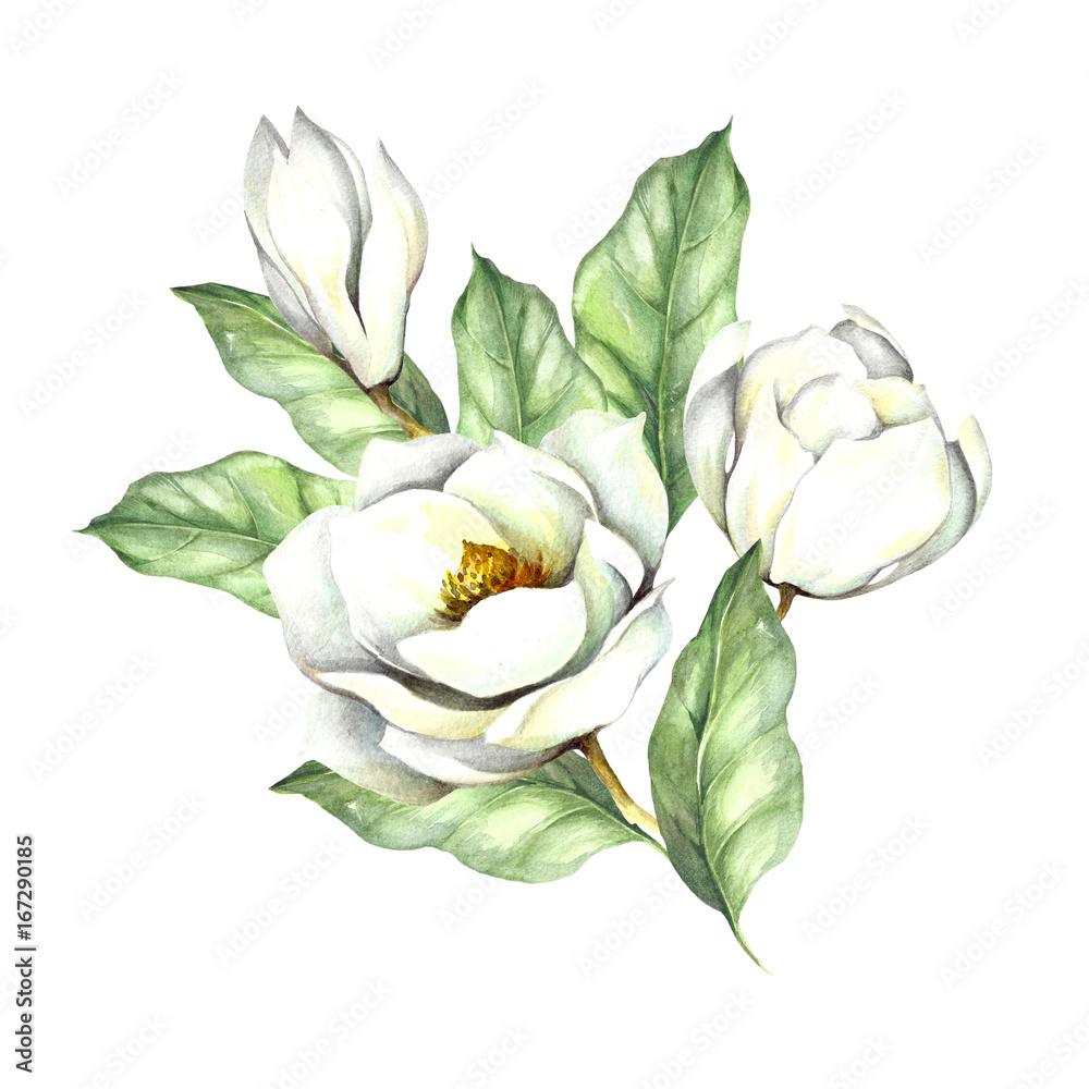 Naklejka premium Composition with magnolia. Hand draw watercolor illustration.