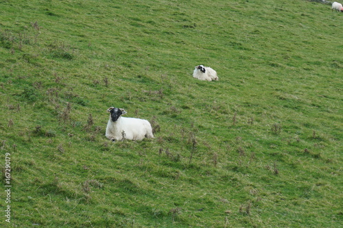 Sheep sleeping in green pasture, Ireland © Miks
