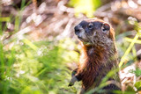 Marmot close in forest
