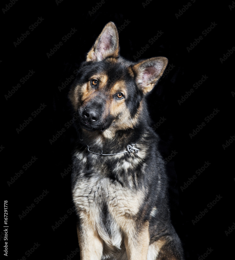 Schäferhund sitzend schwarzer Hintergrund