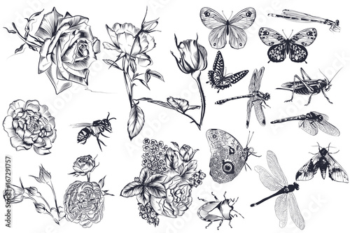 Collection of vector hand drawn roses and insects for design