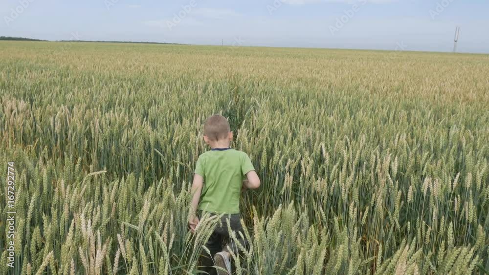 Ears of wheat field Ears of wheat field