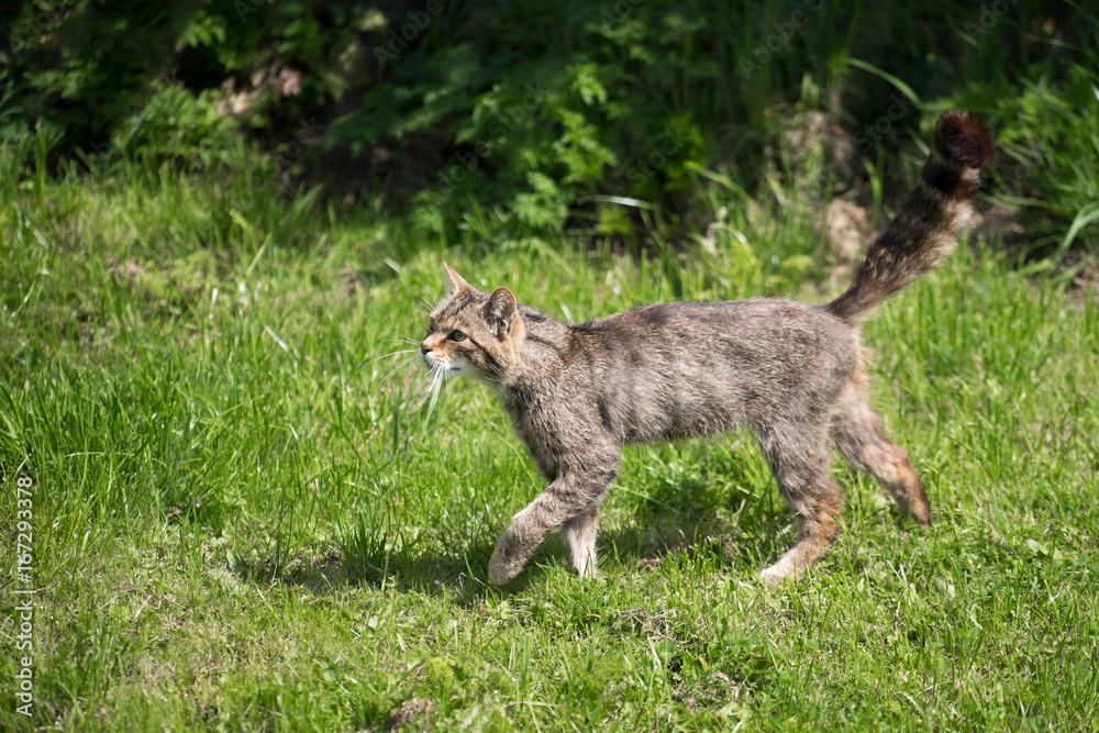 Obraz premium European Wildcat (Felis silvestris silvestris)
