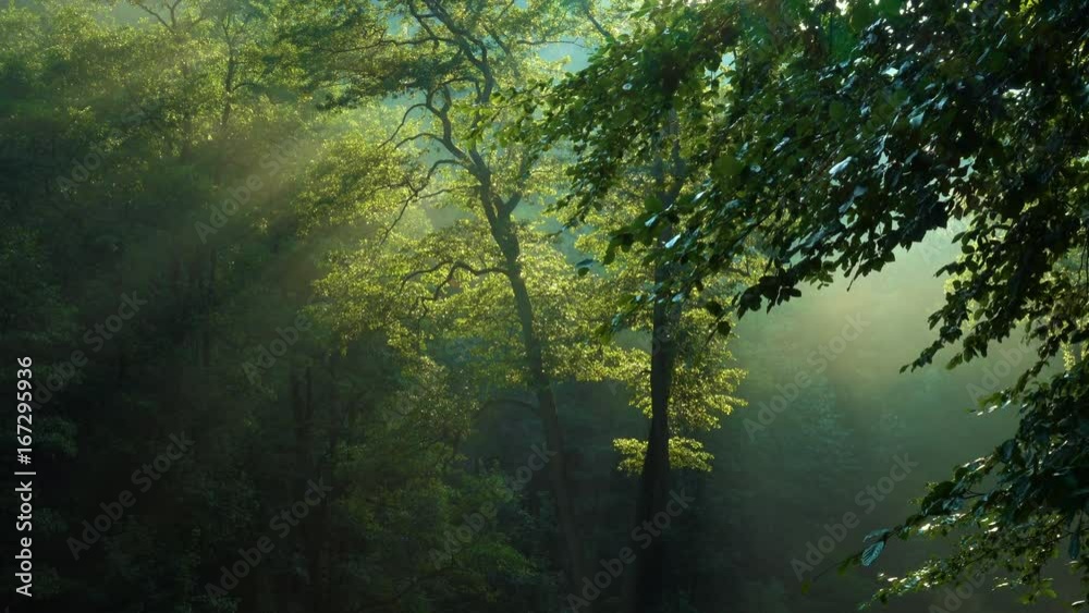 morning forest trees with raising sun beams after the rain